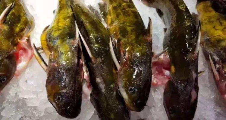 魔芋豆腐汤怎么做好吃窍门,魔芋豆腐怎么做的才好吃