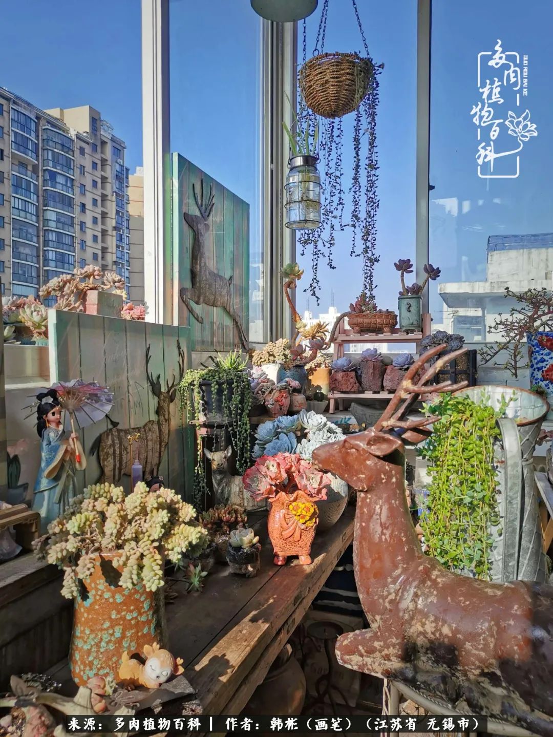 听音乐赏多肉,听音乐赏花赏美景