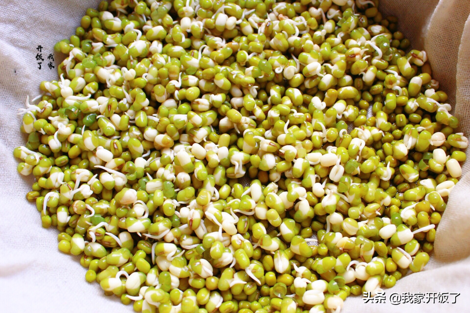 宅在家里学技能，教你发豆芽，掌握3个要点，零失败，随吃随种