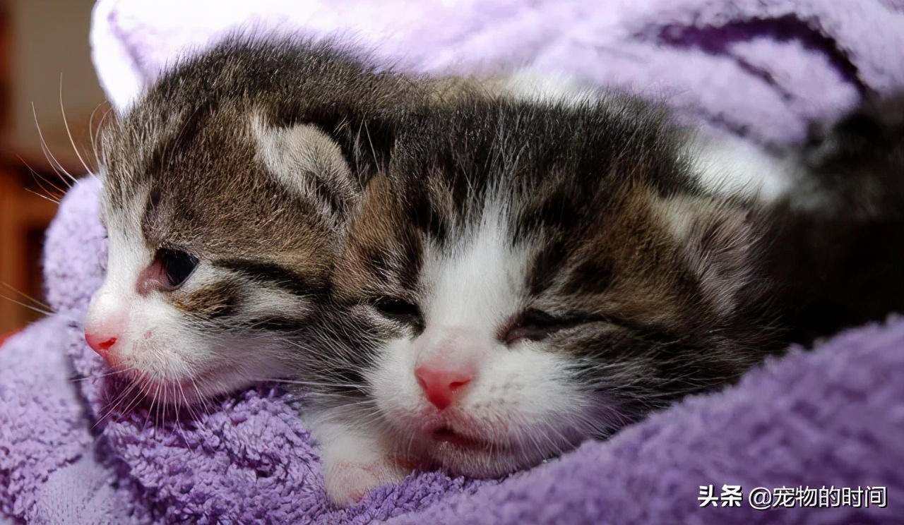 新手养成年猫咪的基础知识,养猫咪新手入门必备知识100个