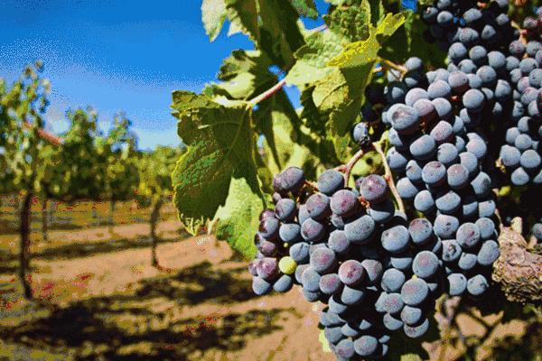 洛阳葡萄采摘最佳地点,最新洛阳附近可以采摘桃子的果园