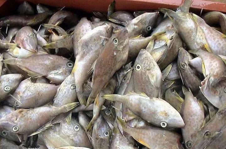 世纪悬案：耗儿鱼为什么没有头？