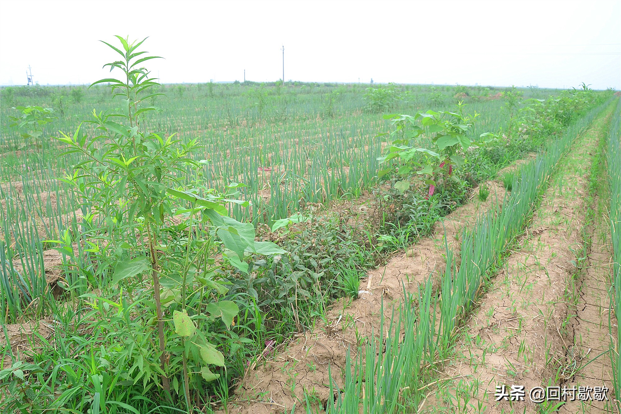蔬菜农药残留最少排行榜前十名,韭菜农药残留排行榜最新