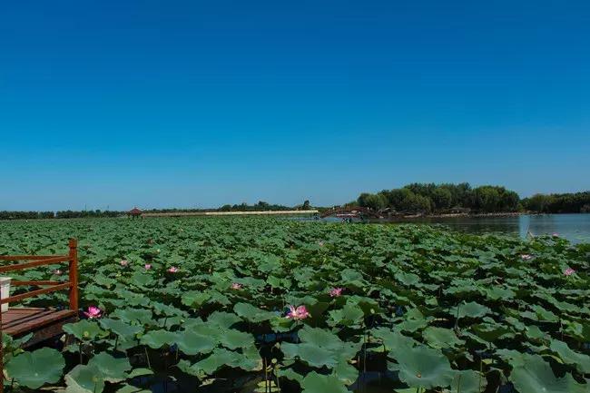 白洋淀荷花淀,荷花淀白洋淀纪事