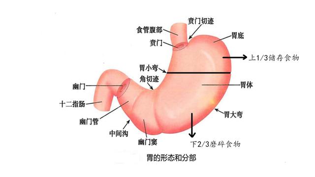 胃痛有胃药，但吃胃药，胃还痛