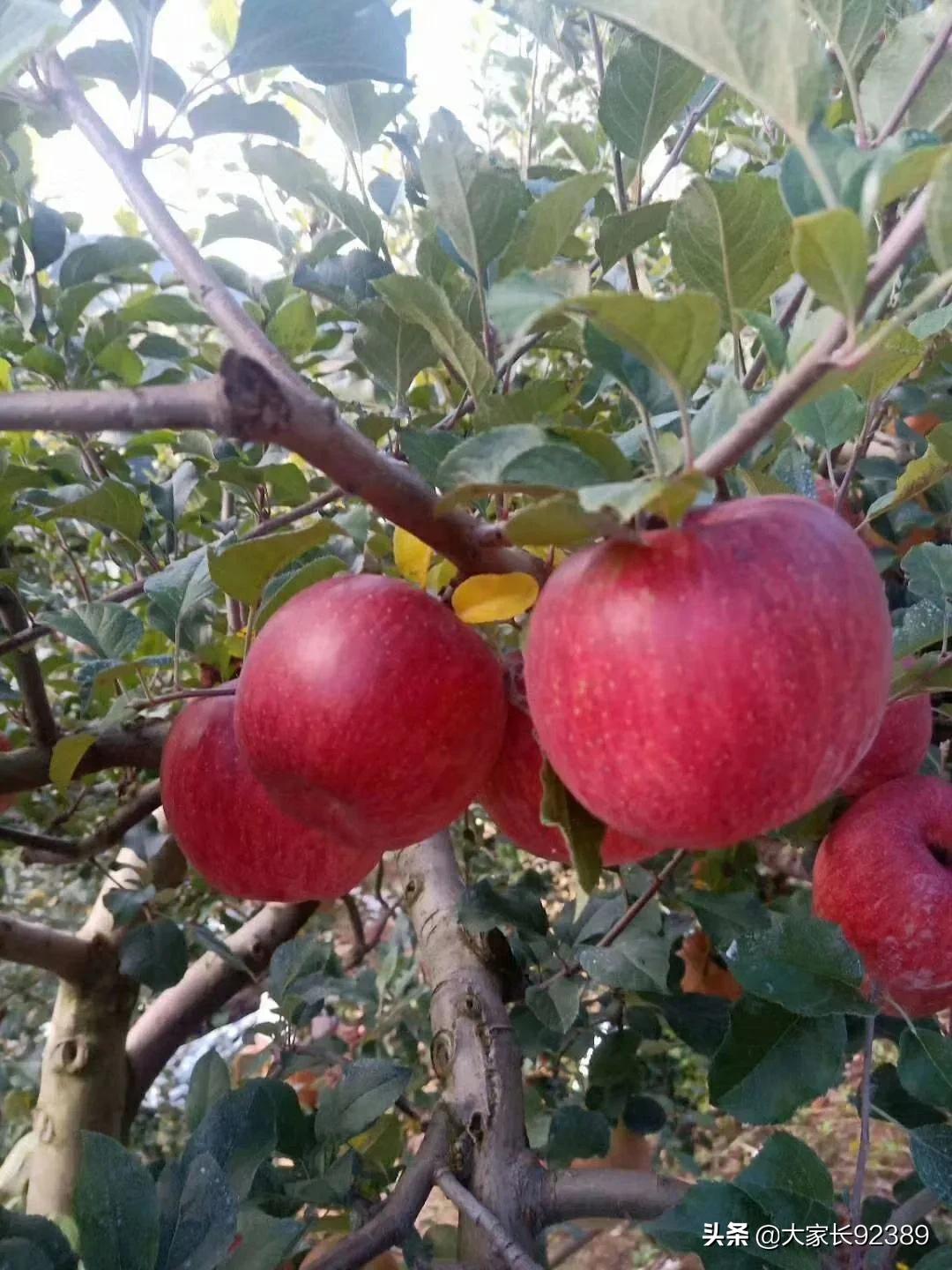 汉源土特产有哪些,汉源才有的美食