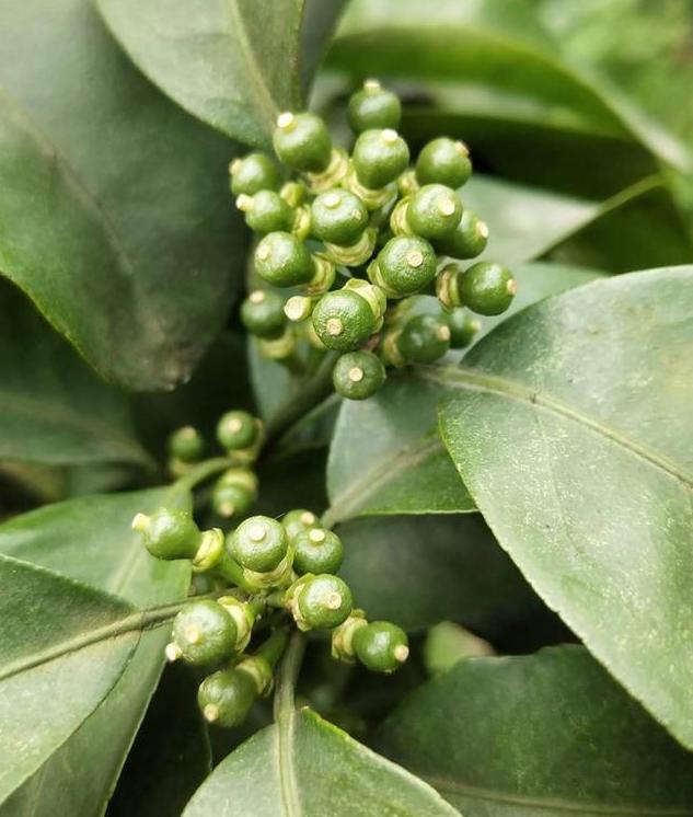 果实生长缓慢什么原因,果实产量高是什么原因