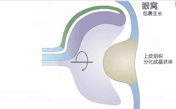 复杂的眼睛是反对进化论的证据？其实它恰好反映了进化的粗糙