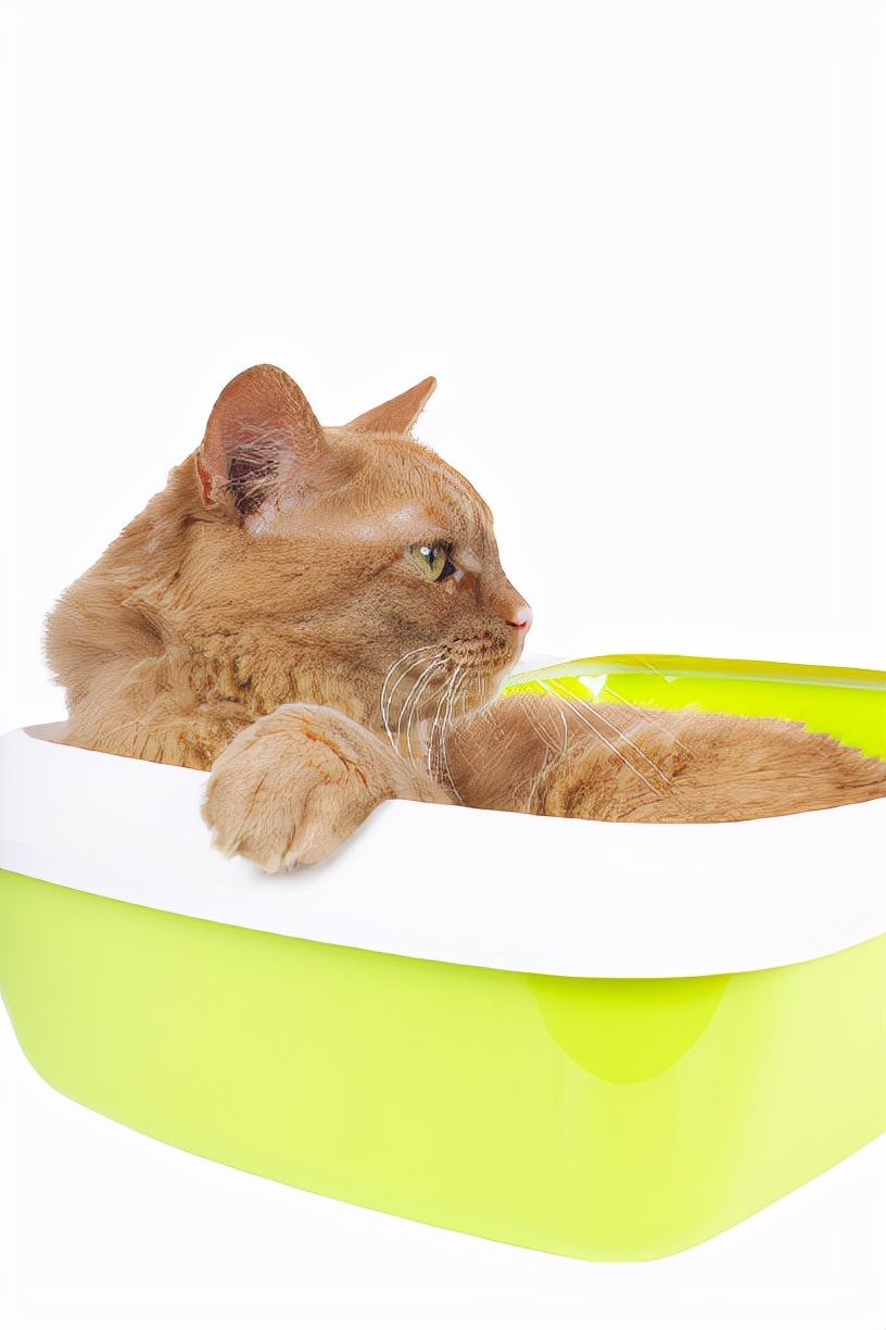 猫咪特别能掉毛怎么办,猫咪掉毛最有效的办法