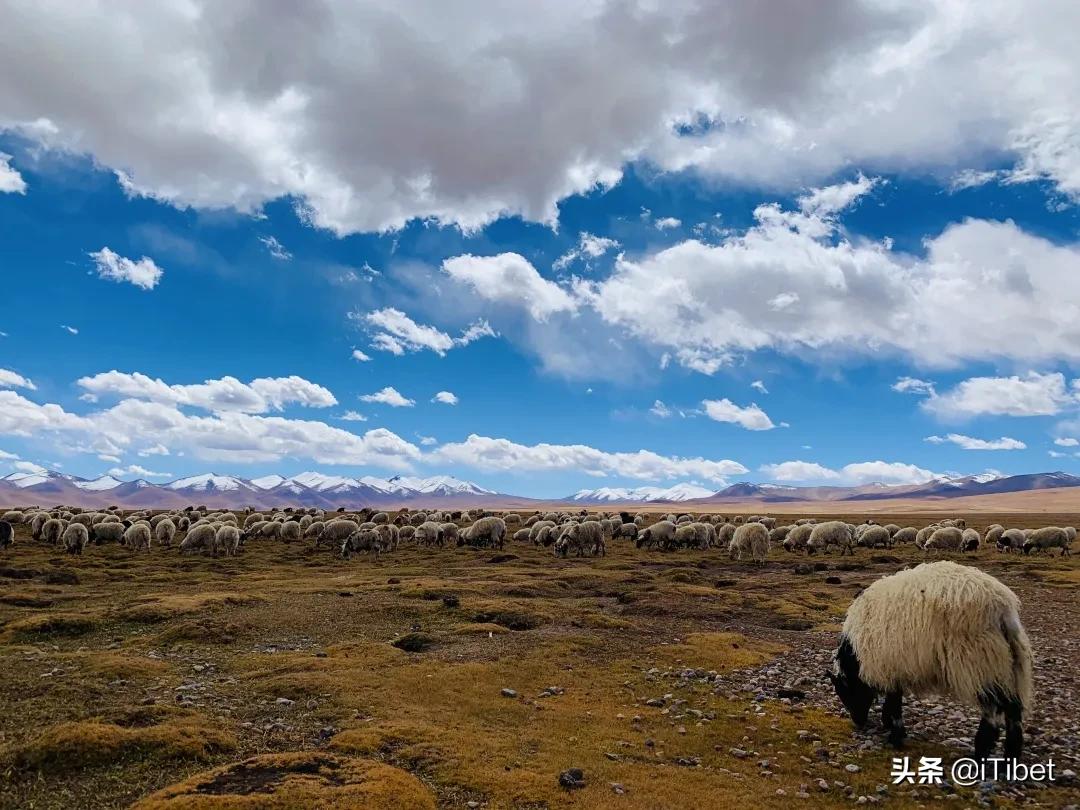 中国第一部羌塘无人区纪录片,史上第一部拍摄羌塘无人区纪录片