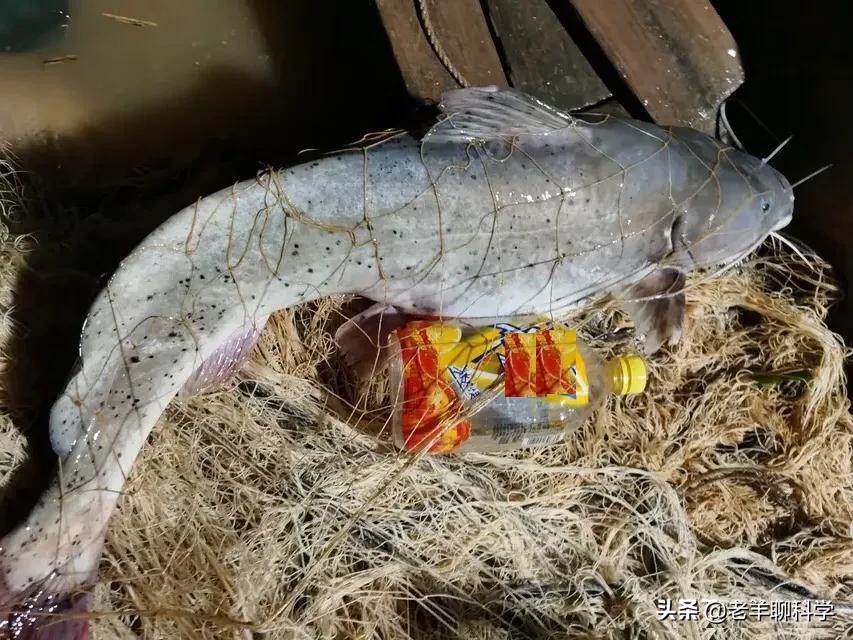 三男子猎捕芝麻剑被刑拘,3男子猎捕芝麻剑被刑拘