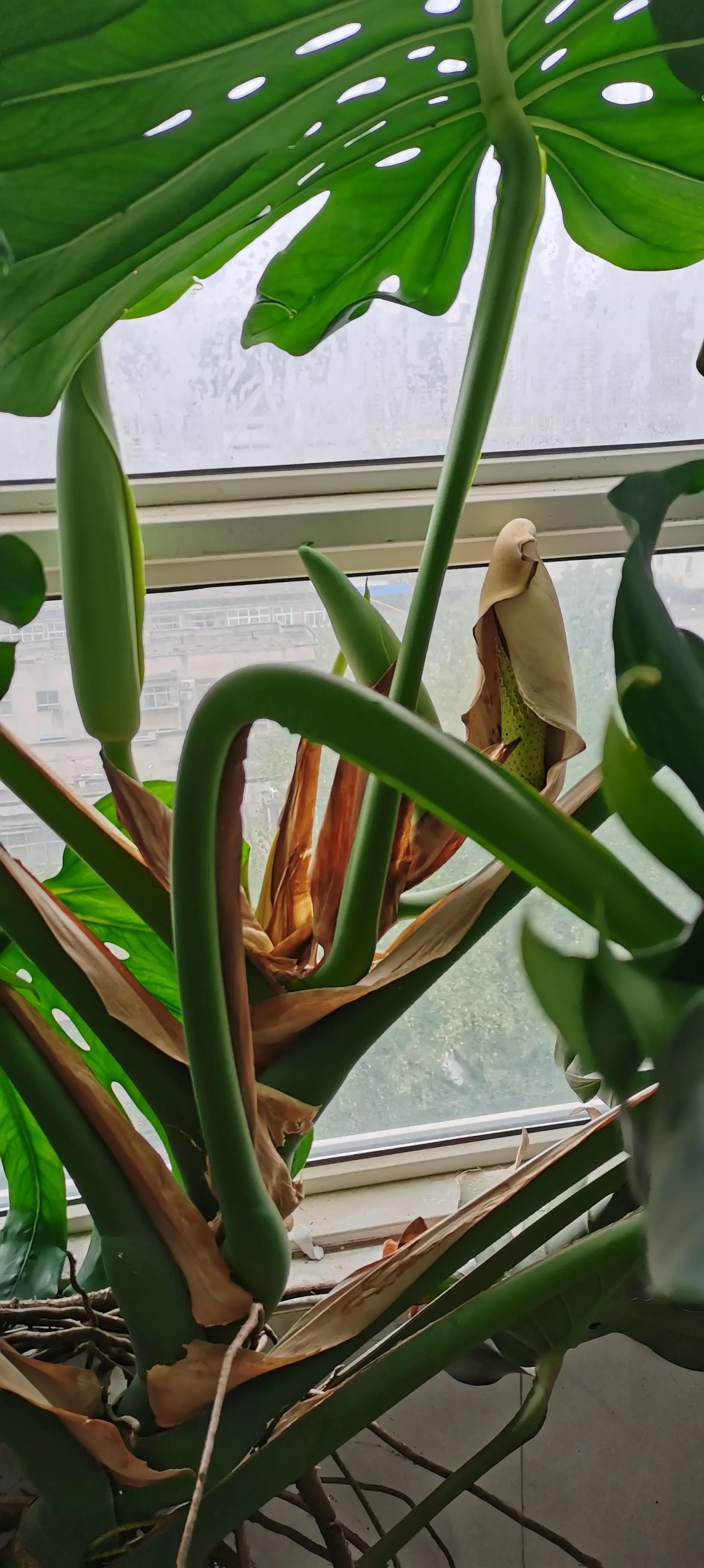 龟背竹开花养殖方法,龟背竹开花图片欣赏