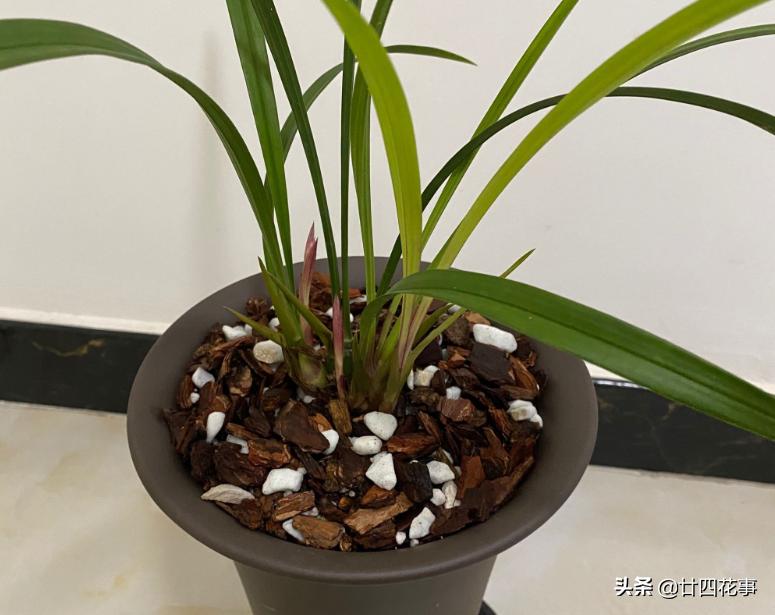 赤诚兰花上盆技巧,兰花如何养出爆盆的水晶根
