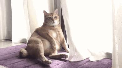 猫放一个屁，全家吃不下饭！真的好臭啊啊啊啊啊