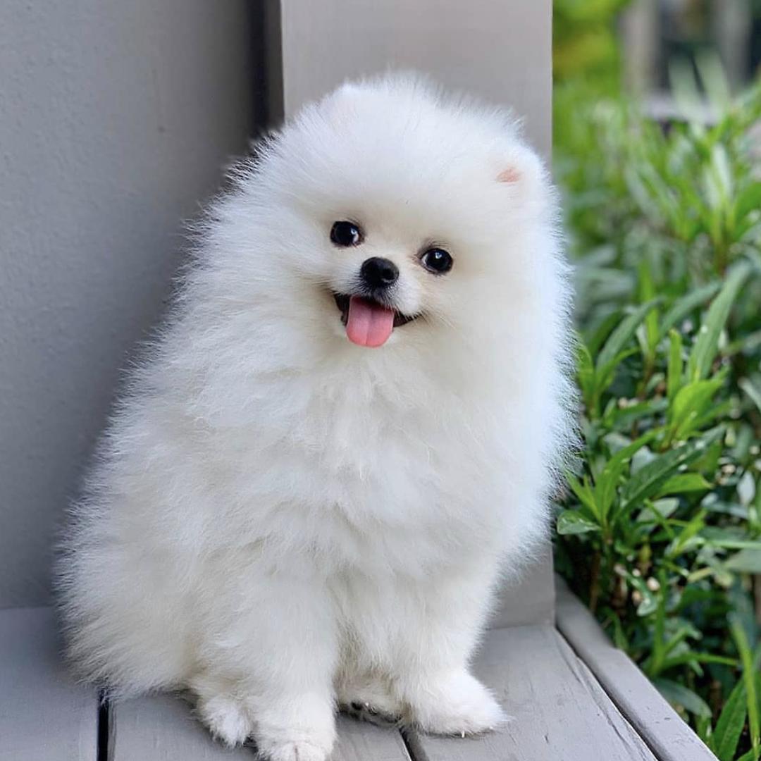 萌犬犬种,萌犬二十种名称