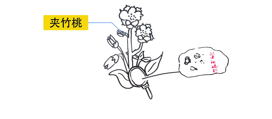 喝啥茶对肝脏排毒最快,科普肝脏是怎么排毒的