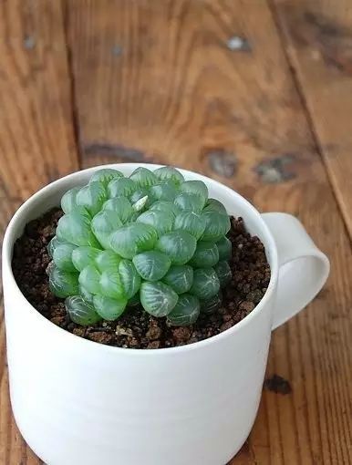 多肉植物好养又容易开花,长相怪异的9种多肉植物