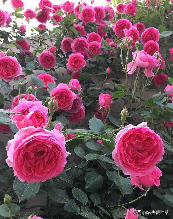 最好看的几种月季花,哪种月季花好养也好看