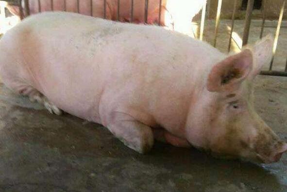 猪精神不振喜卧不吃食该用什么药,猪体温正常精神沉郁不吃食怎么办