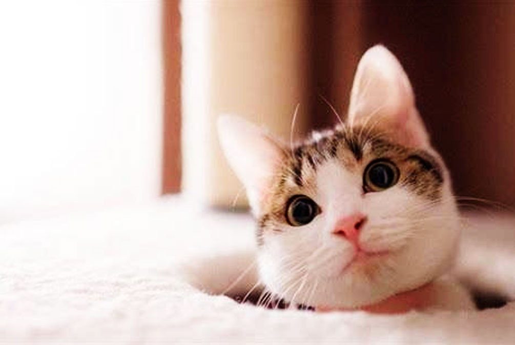 猫耳朵发热是什么原因,猫耳朵发热是怎么回事啊