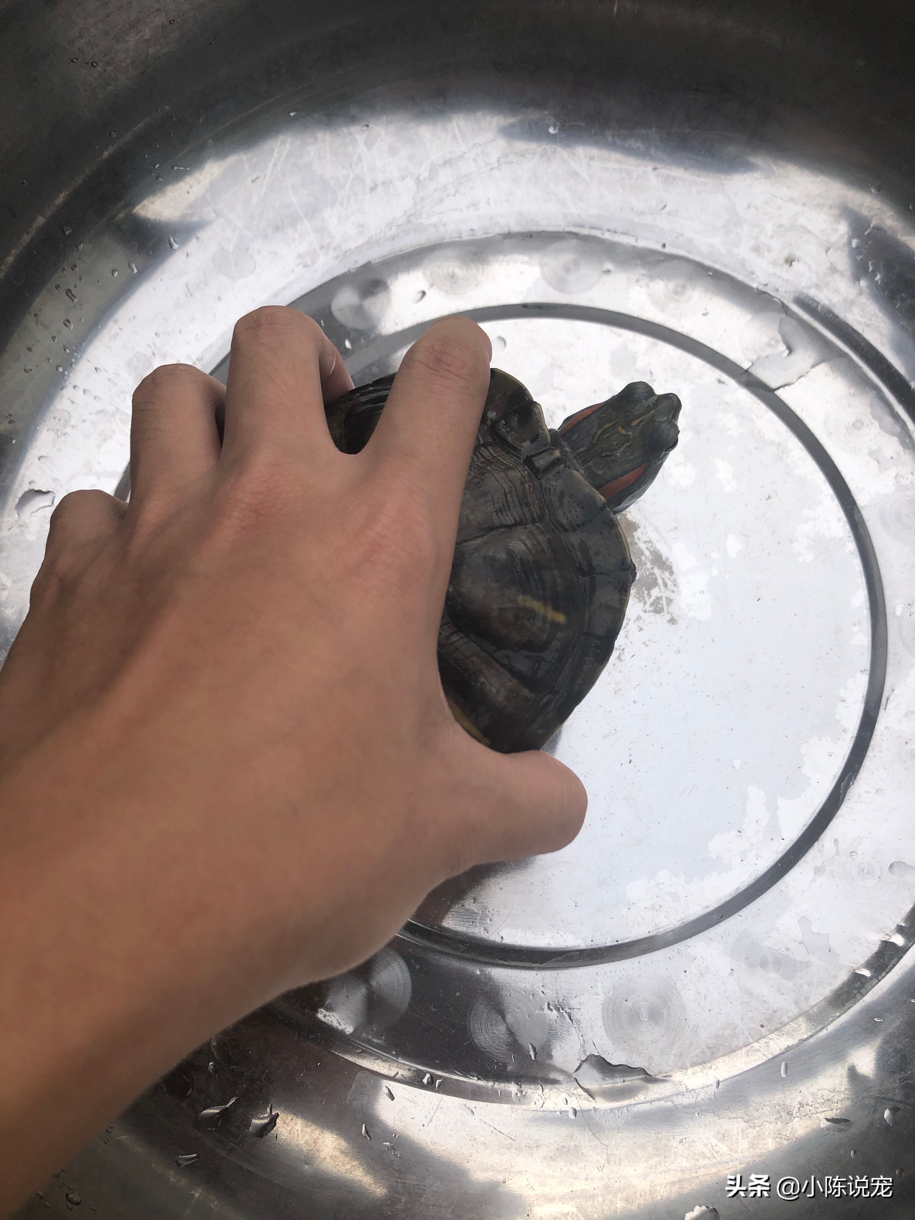 巴西龟养护方法,巴西龟夏季怎么养