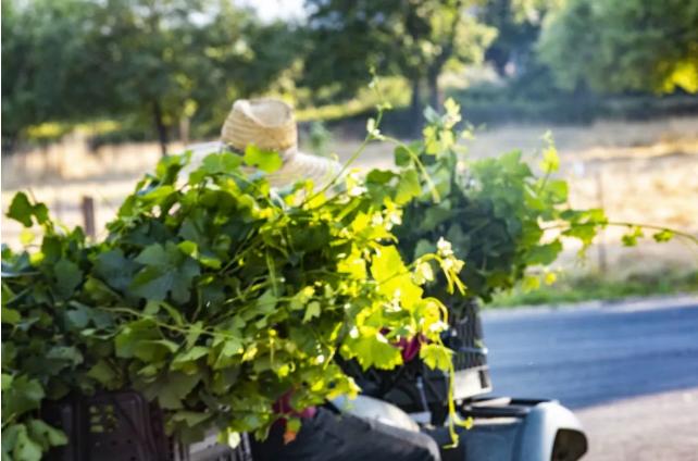 葡萄酒的5大维度,葡萄酒的深度分析