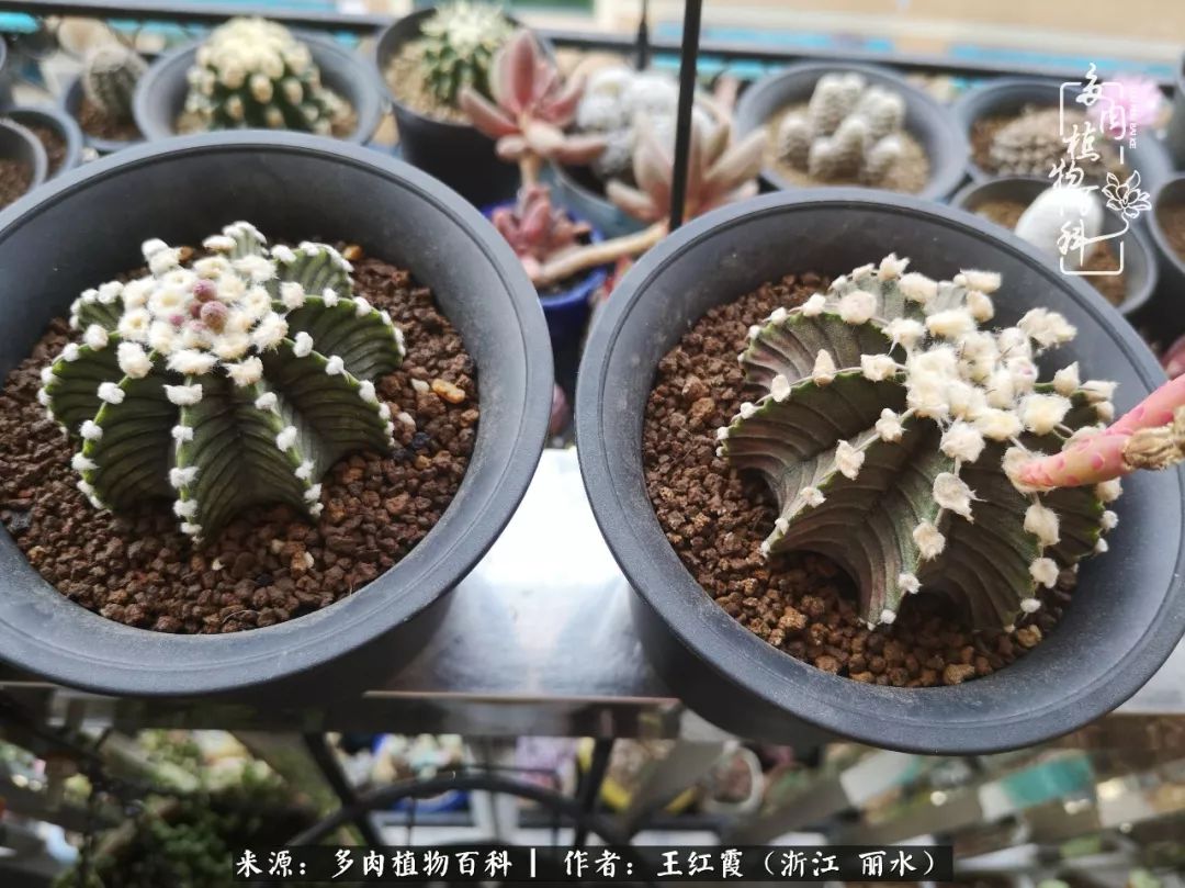 仙人球露养条件,仙人球的露养方法