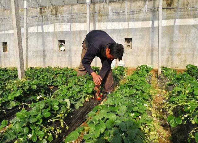 秋季大棚草莓的高产栽培技术,大棚草莓种植技术开始发展起来