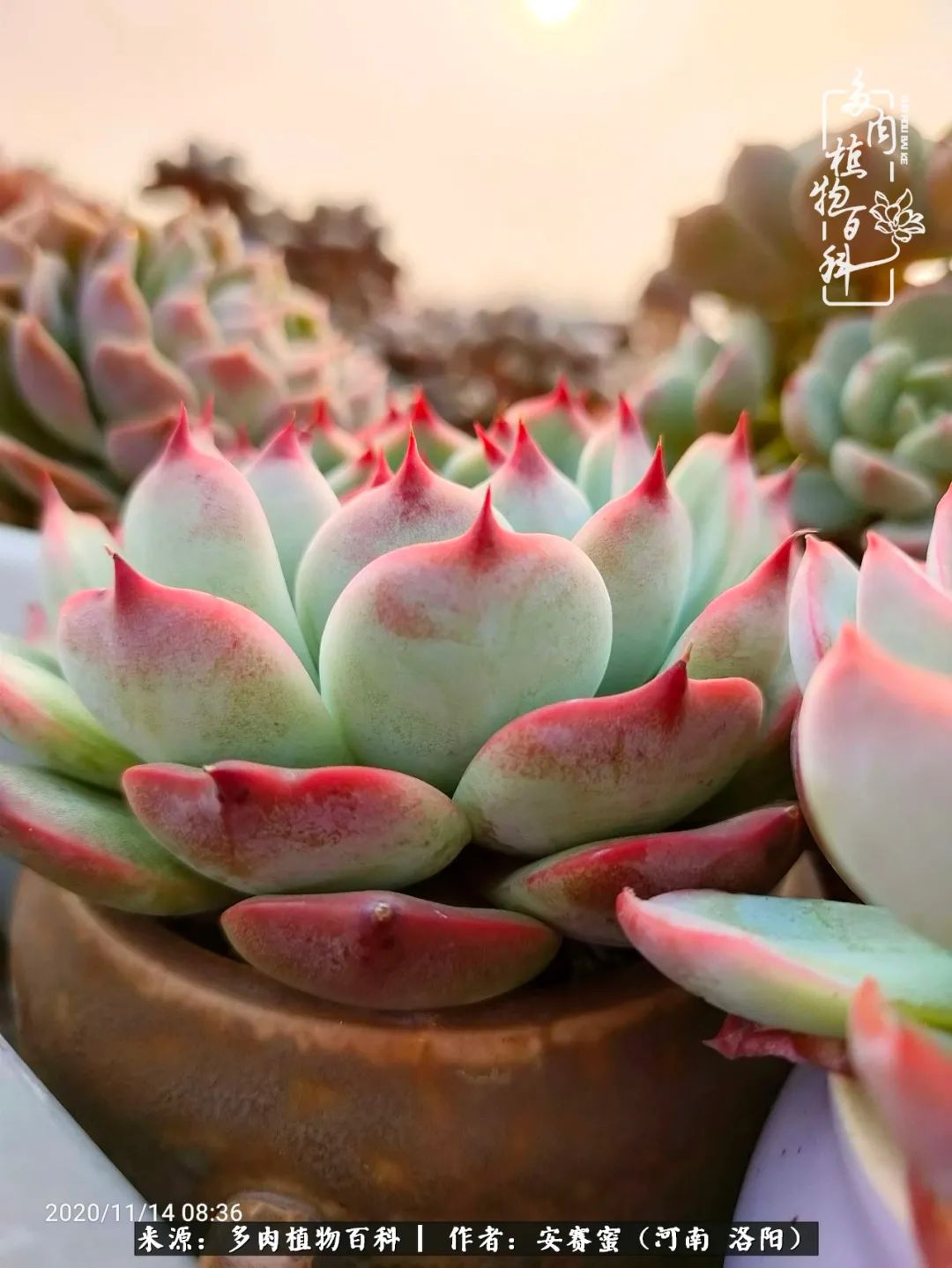 现在是多肉最美的季节,多肉最美的季节来啦