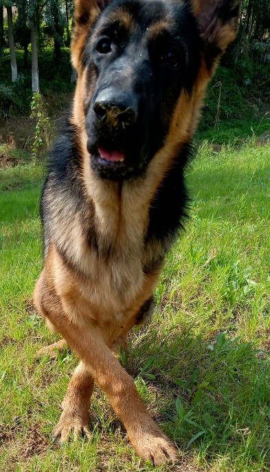 家有一狗完整视频,家有一狗一鼠