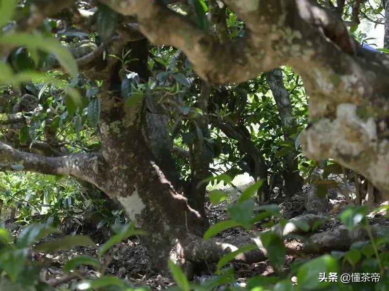 云南十大古树茶排名,云南的古树茶有哪些