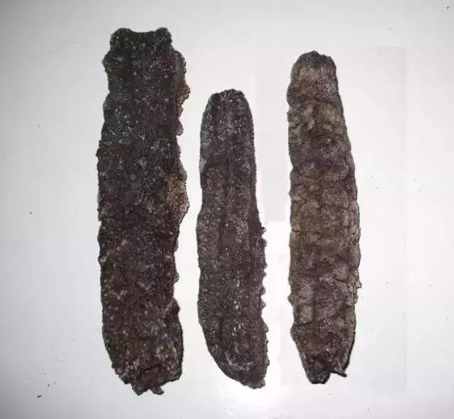 海参物种科普,海参100种图片