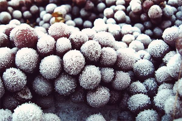 0度c冰酒为什么那么便宜,冰酒入门级推荐