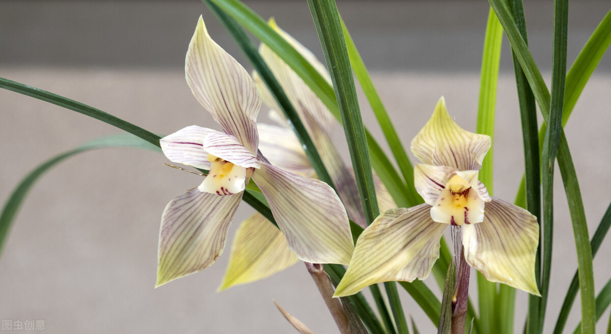 适应在室内养的十种花,天气变凉了花要搬到屋里来吗