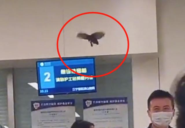 网友拍到一只蝴蝶,一只蝴蝶飞进医院