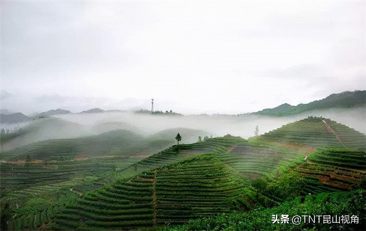 白毫银针茶叶的产地,白毫银针的产地在哪里