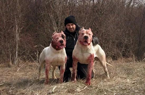 各国猛犬品种排名,各国品种猛犬