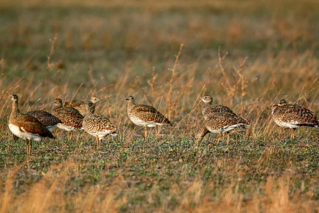 世界爱鸟日普及,观测鸟类迁徙迎接国际爱鸟日