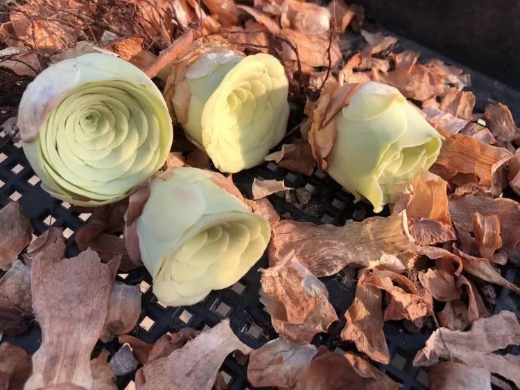 独具魅力的黄玫瑰,黄玫瑰这么美的风景惊艳到你了吗