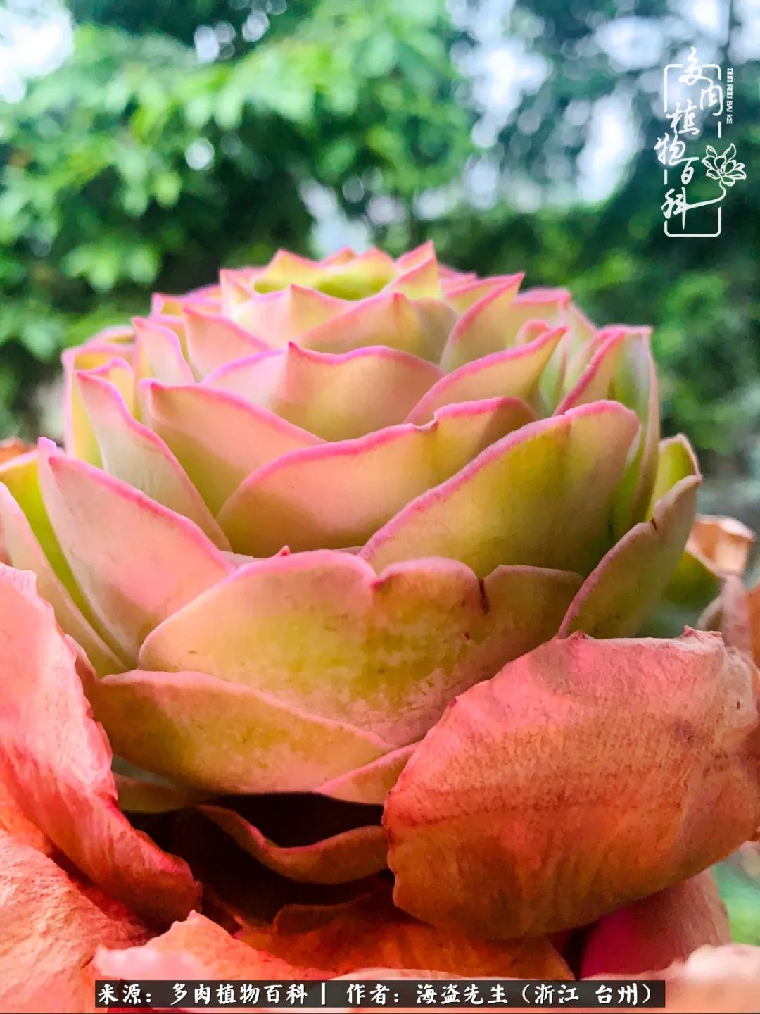 山地玫瑰养护顺口溜,山地玫瑰的养护种植注意事项视频