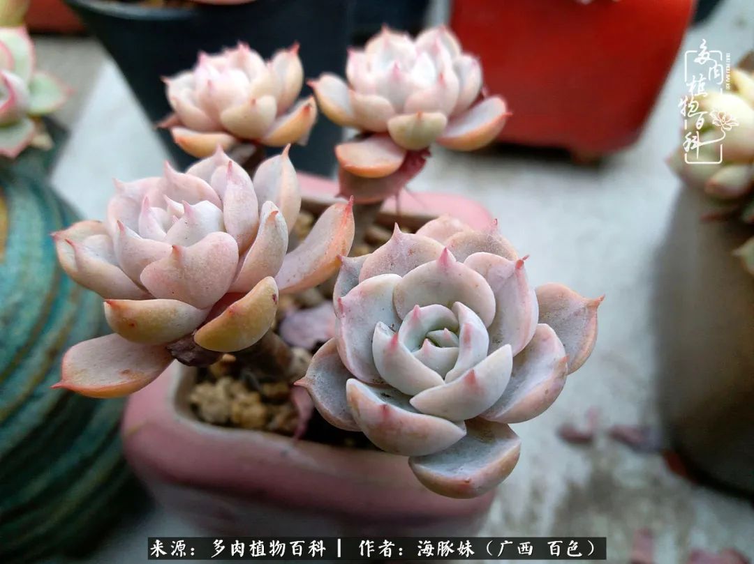 七月的雨,八月的风,多肉植物,我还是喜欢你