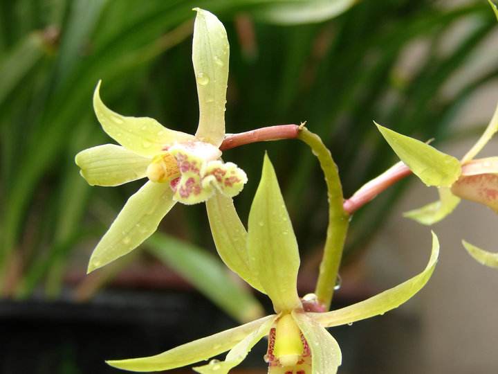 大花蕙兰冬天有花苞怎么养护开花,大花蕙兰出花苞到开花多长时间