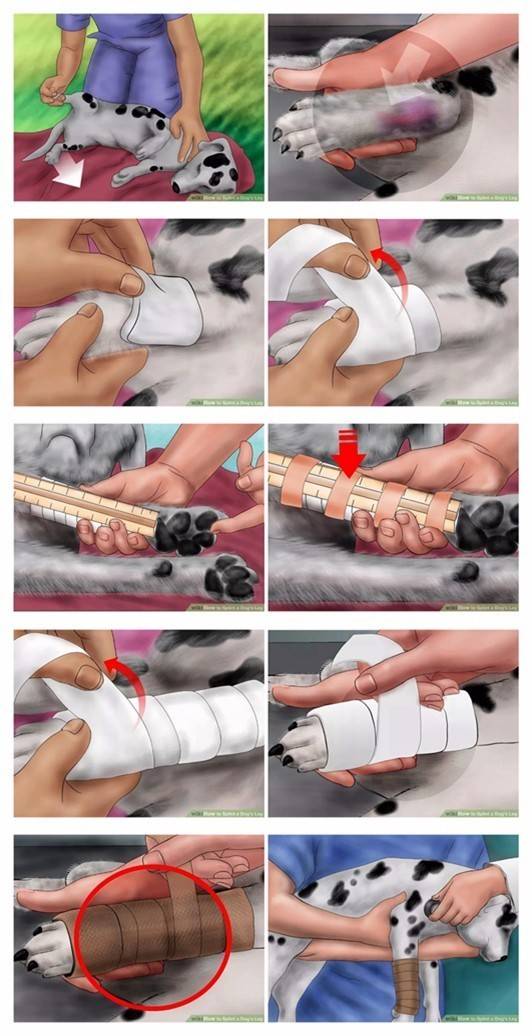 狗狗常见的意外事故及急救方法,狗狗意外伤人怎么治疗