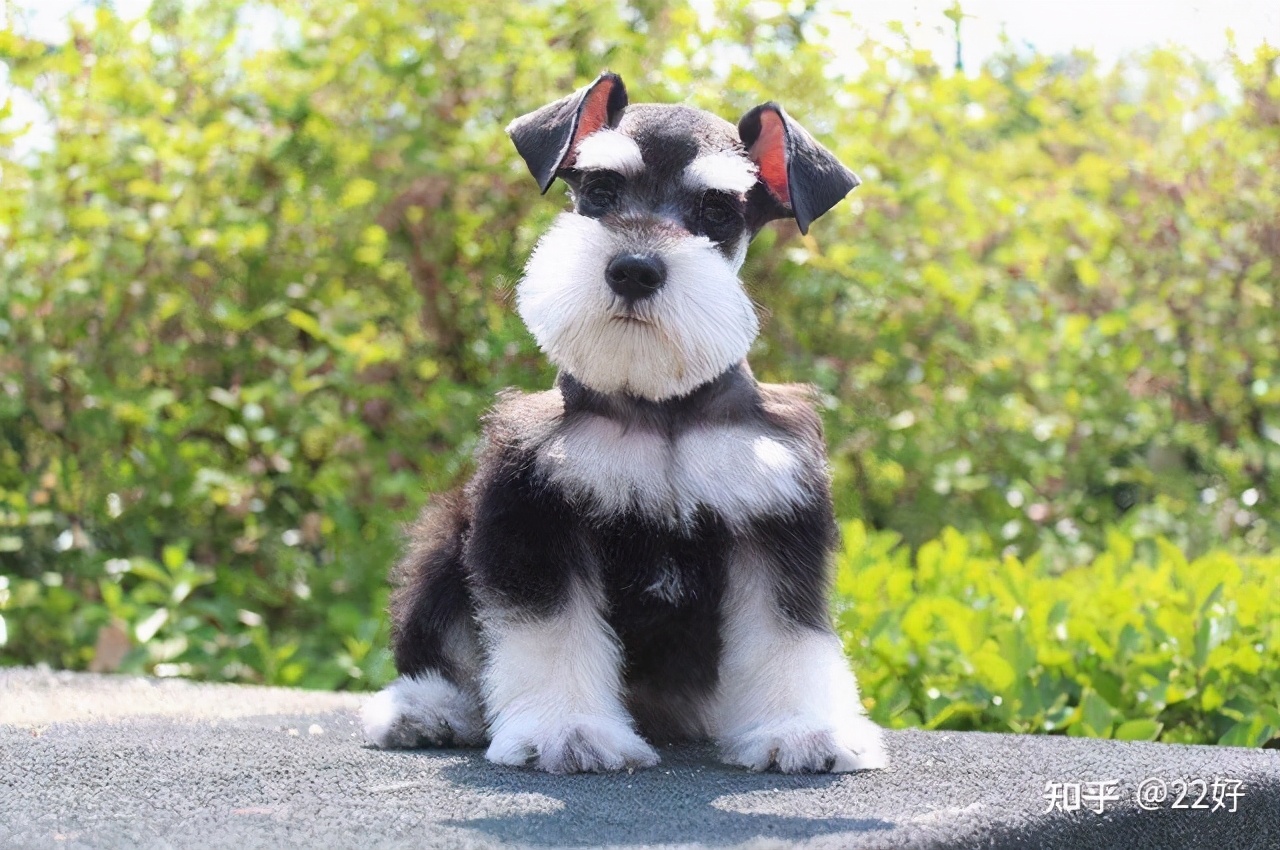 雪纳瑞脱毛吗,雪纳瑞脱毛严重是什么原因