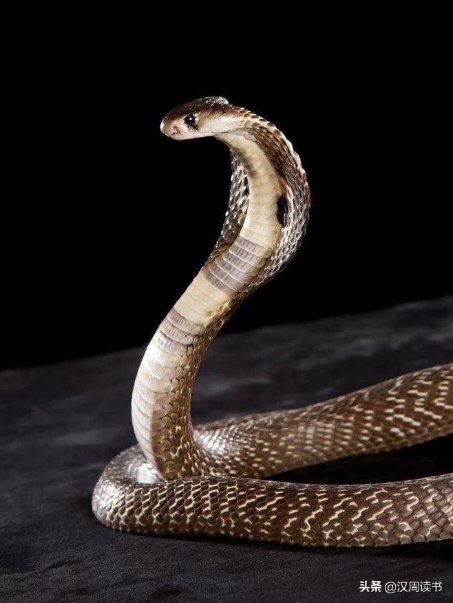 我们不怕蛇吗,家里有蛇真害怕