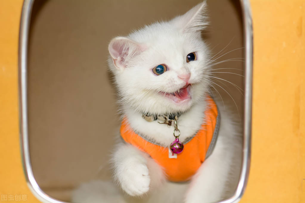 优趣猫粮怎么样,力狼猫粮怎么样