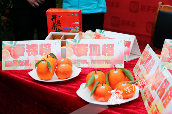 开州区长直播卖橙子,开州区长直播卖货