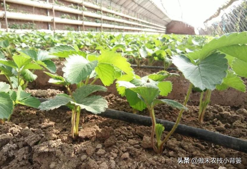 草莓定植多久可以缓苗成功,如何提高草莓种植移栽成活率