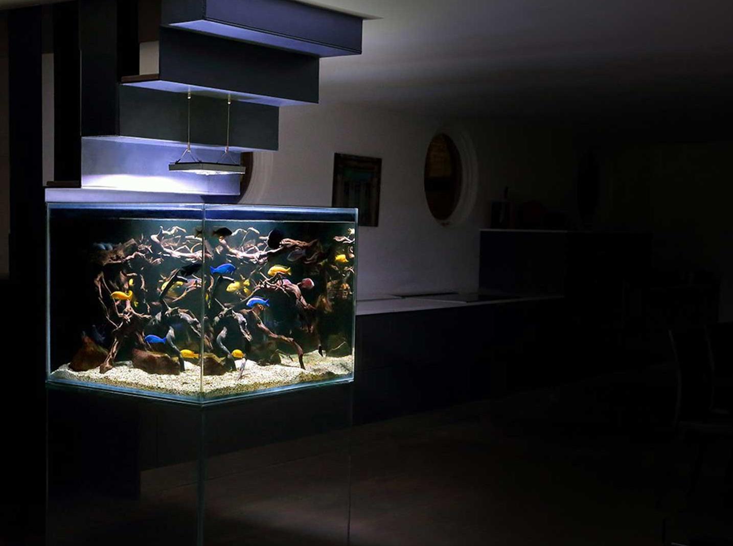 咋样挑选一个合适的鱼缸,如何选择适合自己的鱼缸