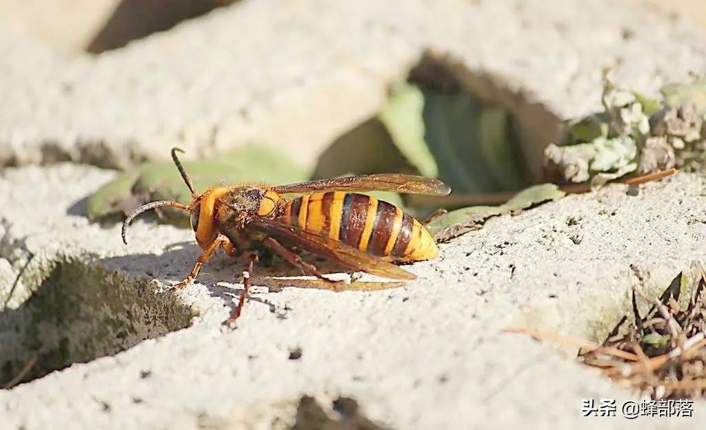 蜜蜂的天敌胡蜂又名马蜂,为什么蚂蜂是蜜蜂的天敌
